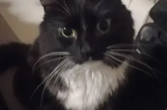 Кошки потеряшки, Новосибирск, фото: Потеряшка кот, ул. Римского-Корсакова, 10