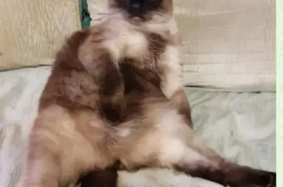 Пропала сиамская кошка, ул. Ленина, 28