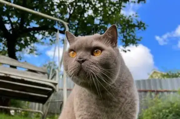 Кошки потеряшки, Парголово, фото: Потеряшка кошка, ул. Ломоносова 21А, Парголово