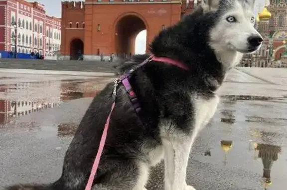 Пропала собака