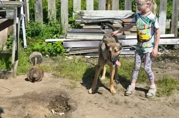 Найдена собака, ул. Решетникова, СПб