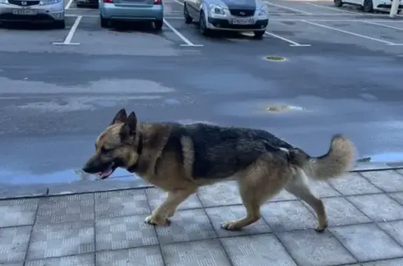 Овчарка найдена на Краснослободской, 13