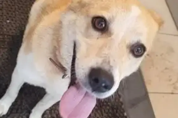 Найдена собака, Иваново, фото: Найдена собака, ул. Ермака 45, Иваново