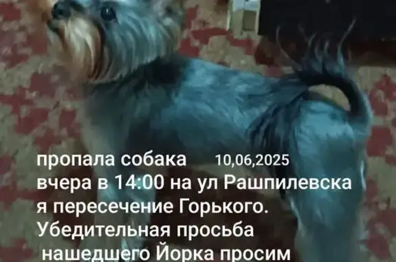 Пропала собака, Рашпилевская 78, Краснодар