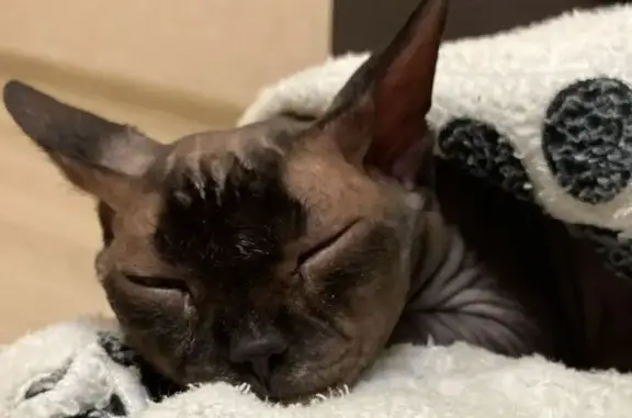 Потерянные животные Оренбург, фото: Пропала кошка, Котова 71, Оренбург