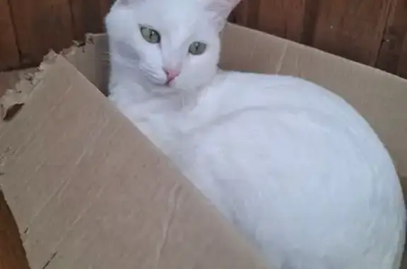 Пропала кошка на ул. Механошина, 10, Пермь