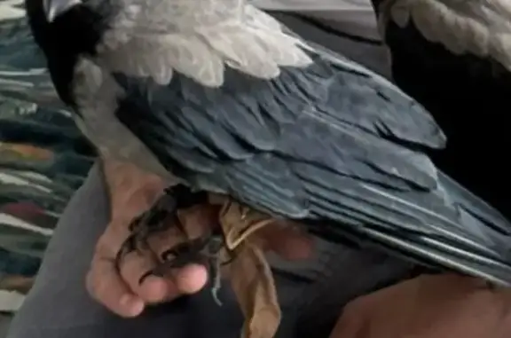 Пропала птица, ул. Метелёва, 1, Сочи