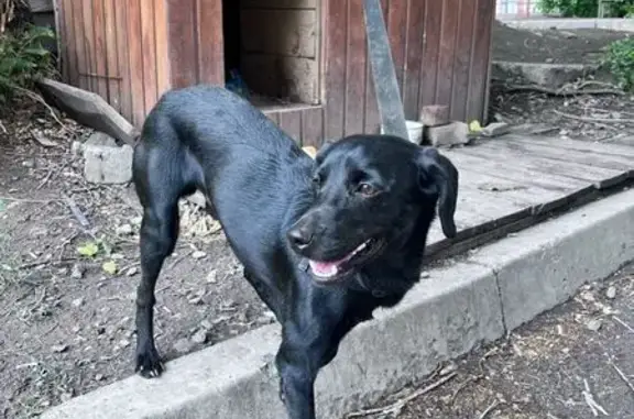 Собака найдена на ул. Мясникова, Ростов-на-Дону