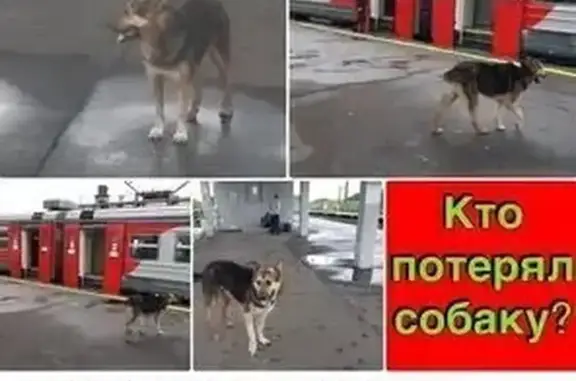 Найдена собака, , фото: Собака найдена: Казань, Татарстан