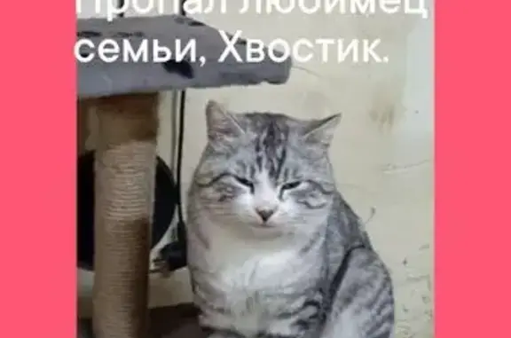 Пропала кошка, ул. Козетский Перекат, 1Б