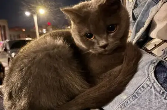 Кошка найдена: Таллерова, 7, Чебоксары