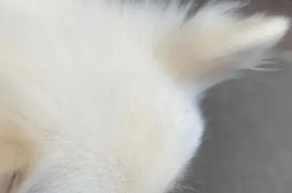 Найдена собака, Санкт-Петербург, фото: Найдена белая шпиц, Приморский пр., СПб