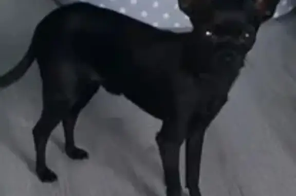 Собака найдена: Курортный пр., 22, Зеленоградск