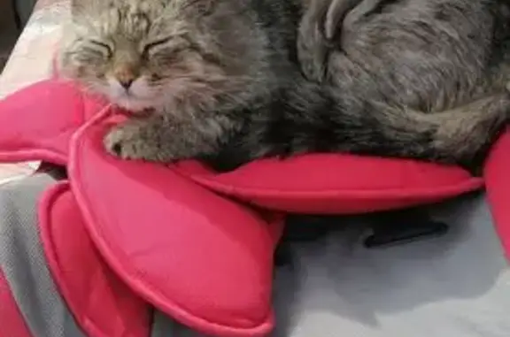 Пропал кот, Бакинский переулок, 18, Ульяновск