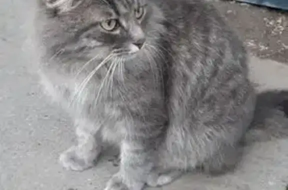 Кошка найдена, ул. КИМ, 77, Пермь