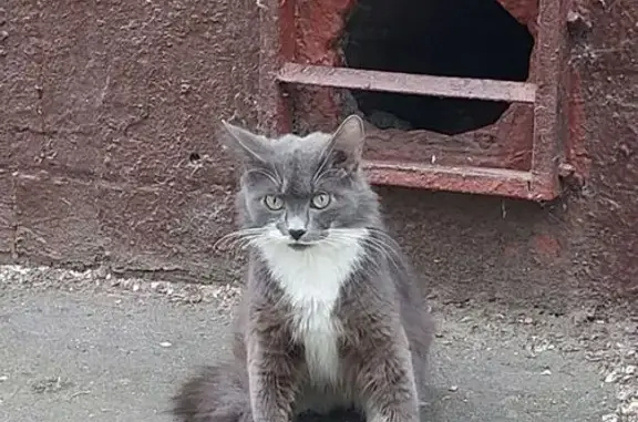 Кошка найдена: ул. Юных Ленинцев, 29