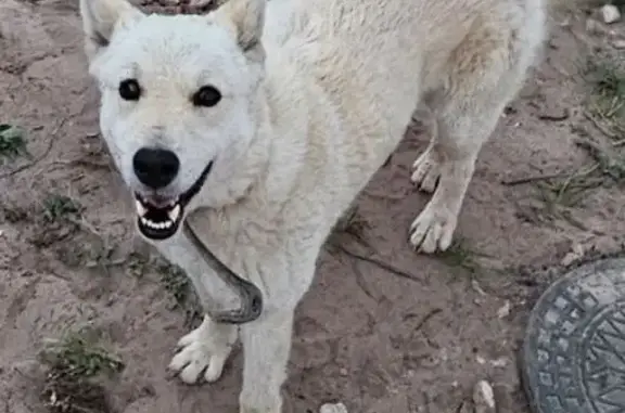 Собаки потеряшки, , фото: Потеряшка белая собака, Новая ул. 31