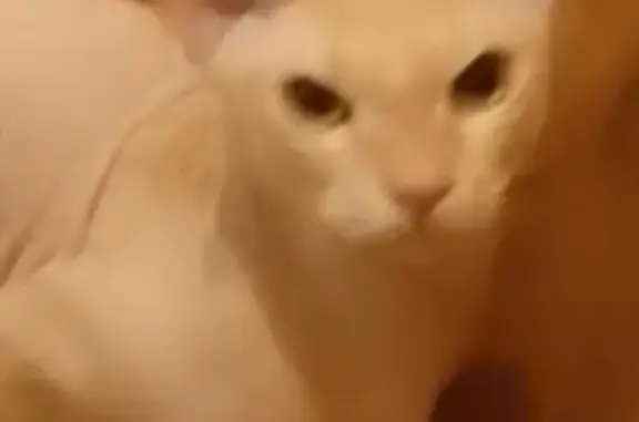 Пропала кошка на Лодыгина, 9, Пермь