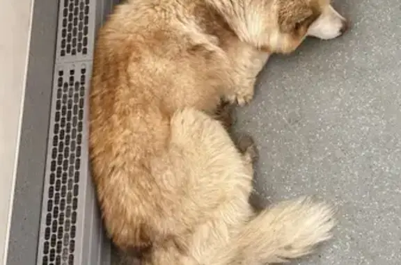 Найдена собака, Казань, фото: Собака найдена: Ямашева 39А, Казань