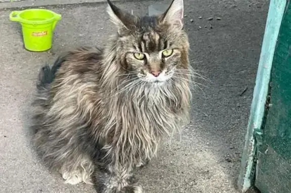 Кошка найдена: Валдайский проезд, 20