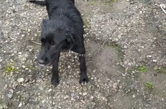 Найдена собака, Луганск, фото: Собака найдена: Дальневосточная, 1, ЛНР