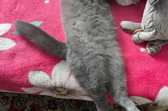 Пропала кошка, Новокузнецк