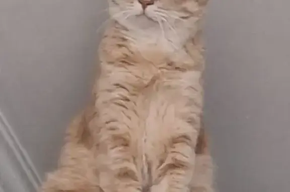 Потерянные животные Оренбург, фото: Пропала кошка, ул. Конституции СССР 21/3