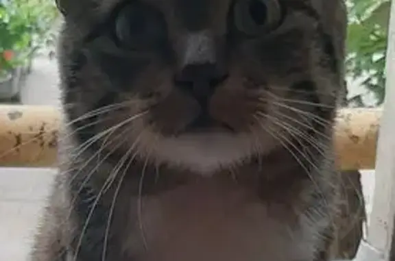 Красивая кошка найдена, Лебедева-Кумача 74А