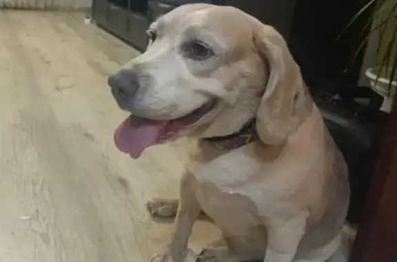 Найдена собака, Энгельс, фото: Светлая собака найдена: Петровская, 100, Энгельс