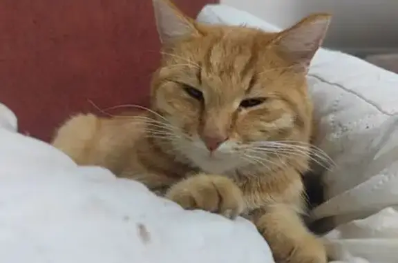Пропал кот, Чебоксарская ул., 42