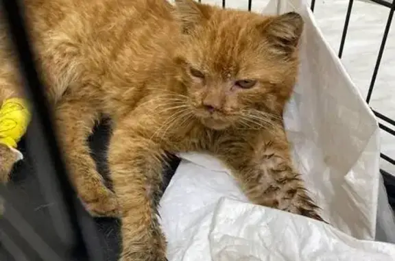 Рыжая кошка найдена: МКАД, 44 км, вл1
