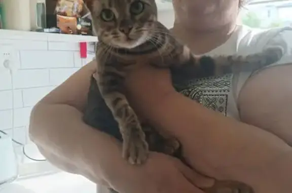 Найдена кошка, Нижний Новгород, фото: Кошка найдена: ул. Сусловой, 2 к2, НН