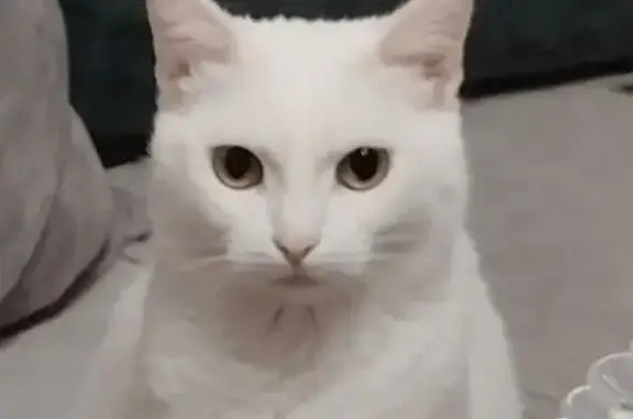 Кошки потеряшки, , фото: Потеряшка кошка, ул. Кузнецова, 61, Свободный