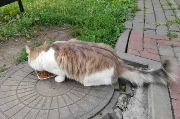 Кошка найдена на ул. Набережной, Тамбов
