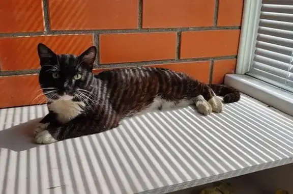 Кошка найдена: ул. Николая Руднева, 56Г