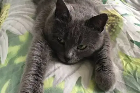 Кошка найдена: ул. Афанасьева, Чебоксары