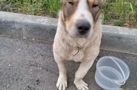 Найдена собака, пр. Ленина, Челябинск