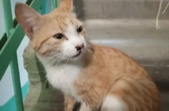 Кошка найдена: Полевая ул., 27, Тюмень