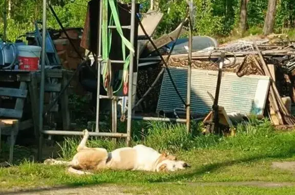 Найдена собака, городской округ Сургут, фото: Найден алабай, Еловая ул. 3, Сургут