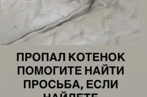 Пропала рыжая кошка, ул. Невского, 22