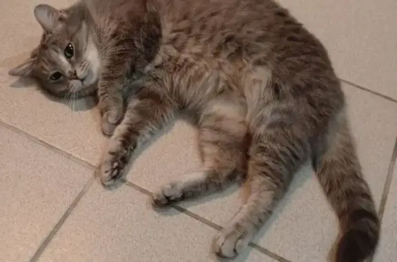 Кошки потеряшки, Ртищево, фото: Потеряшка беременная кошка, ул. Дзержинского, 7