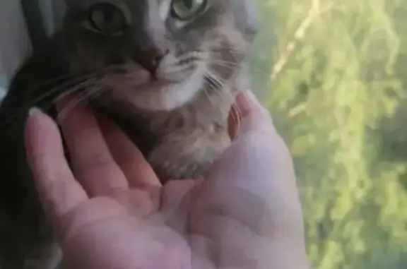 Найдена кошка, Одинцово, фото: Кошка найдена в Одинцово, Можайское ш., 83