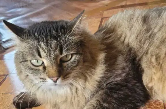 Пропала кошка, МО, откликается на кличку