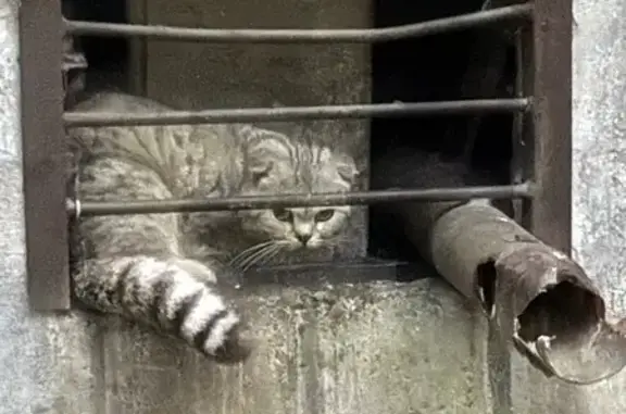Найдена кошка, Шенкурская 7А, Челябинск