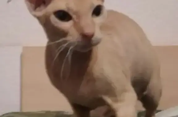 Пропала рыжая кошка на Чехова, 3, Бузулук