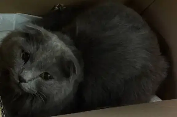 Кошка найдена, ул. Мельникайте, Тюмень