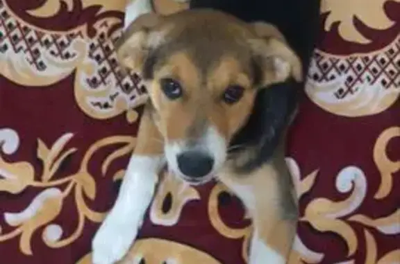 Найдена собака, Тамбовская область