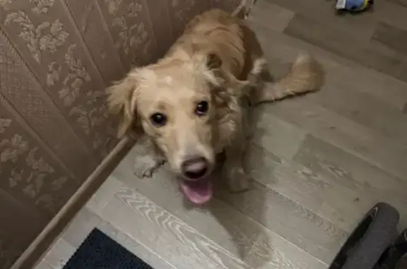 Найдена собака, ул. 20-я Линия, 44А