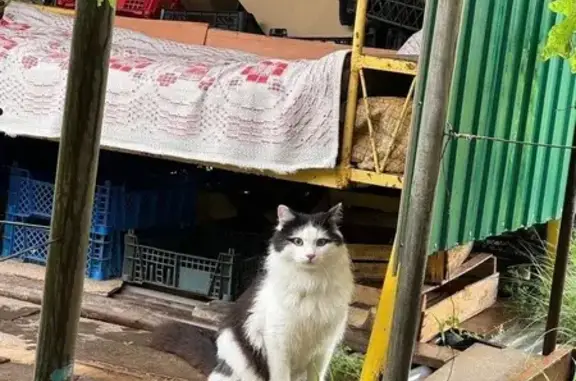 Потерянные животные Оренбург, фото: Пропала кошка, Зелёная ул., Оренбург