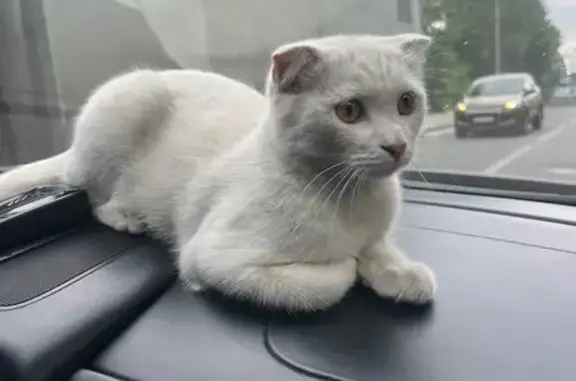 Найдена кошка, Екатеринбург, фото: Котик найден: Артинская ул., 25, Екатеринбург